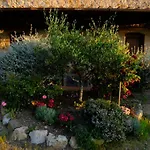 Lucertola