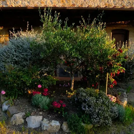 Lucertola