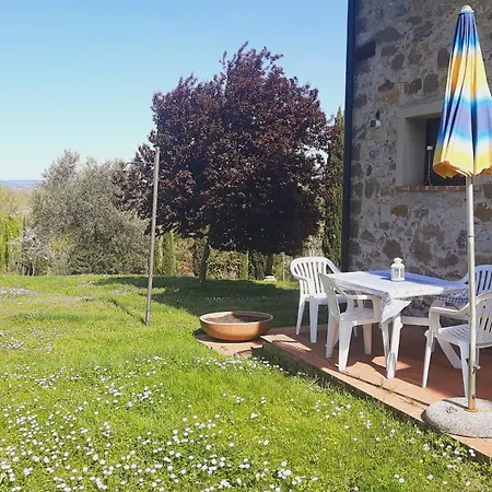 Lucertola Montecatini Val di Cecina